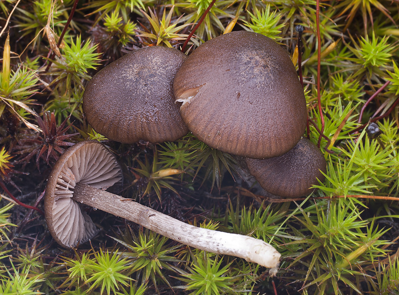 Entoloma inutile